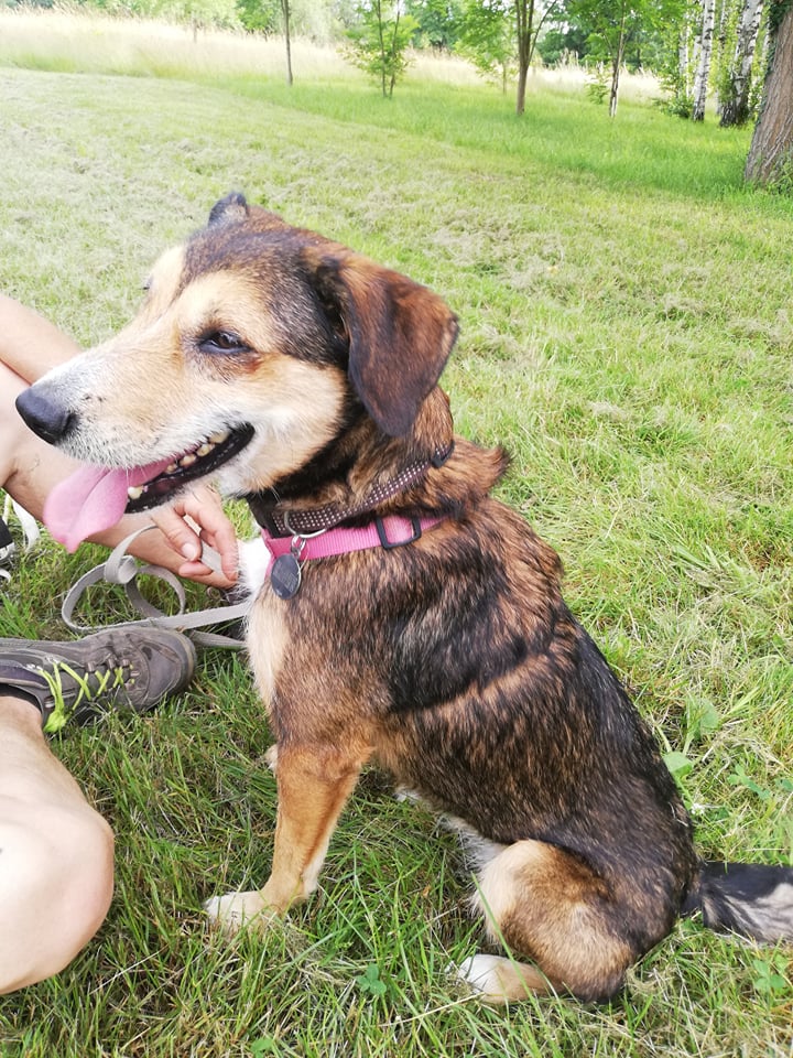 Fine, un chien disponible à l'adoption à Clermont-Ferrand et Moulins