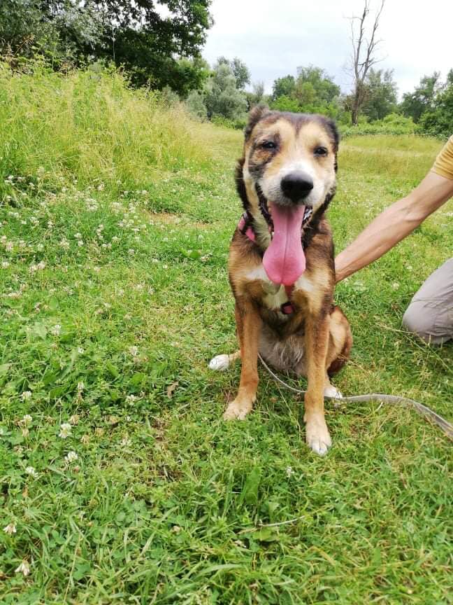 Fine, un chien disponible à l'adoption à Clermont-Ferrand et Moulins