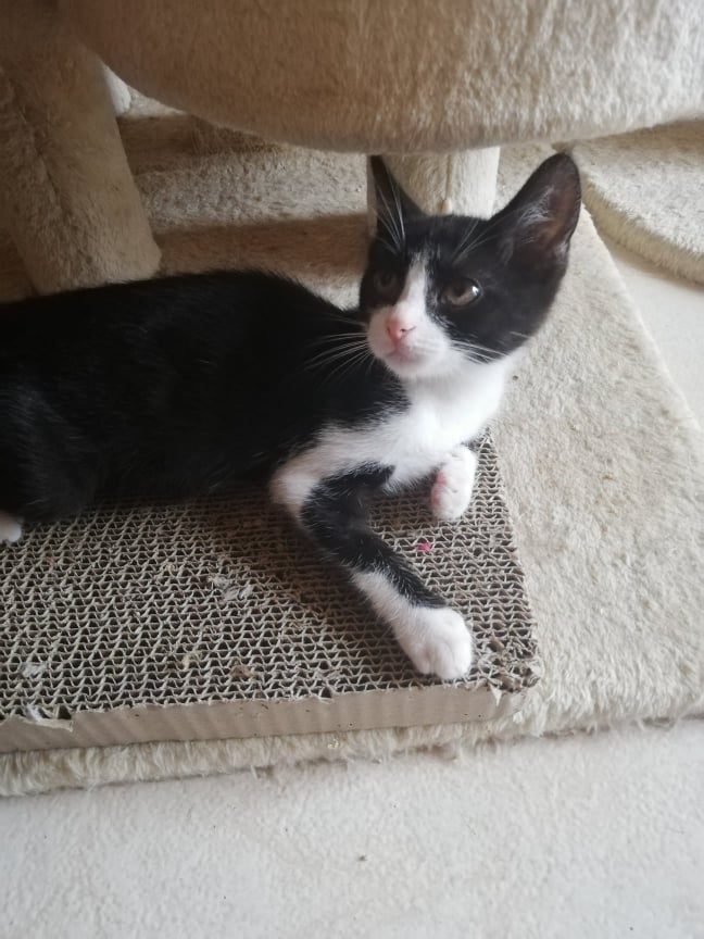 Chats A Adopter Chaton A Adopter Chat Adulte A Adopter Justeunfoyer Fr